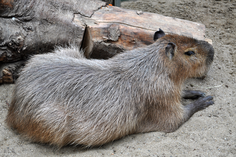 Capybara