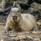 Capybara