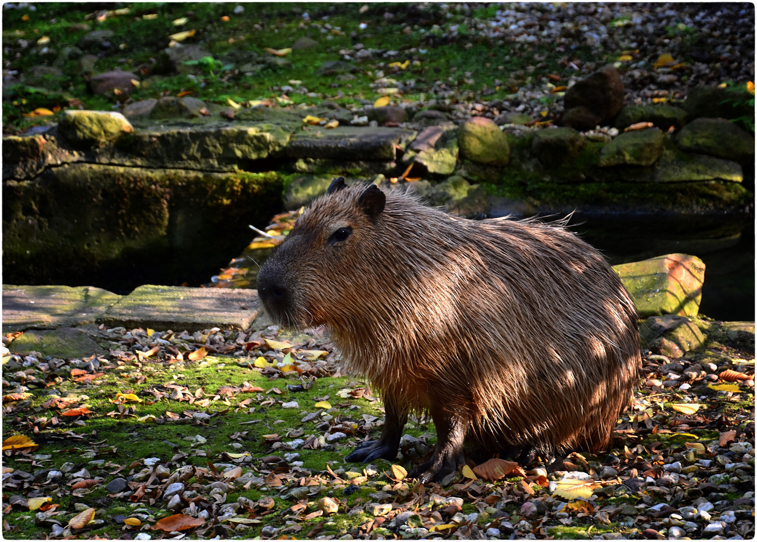 Capybara