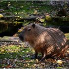 Capybara