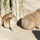 Capybara (6)afzk