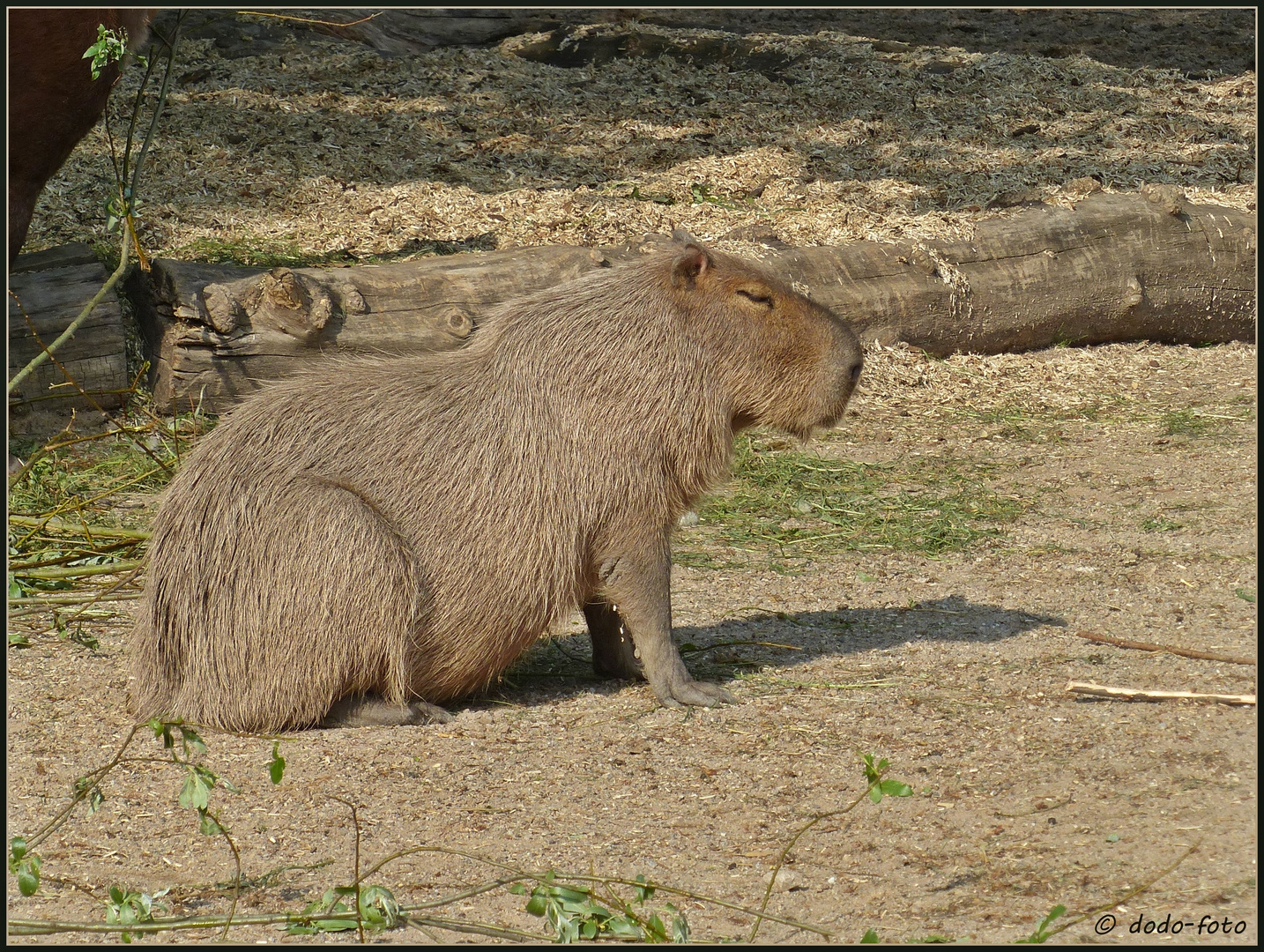 Capybara