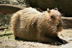 Capybara