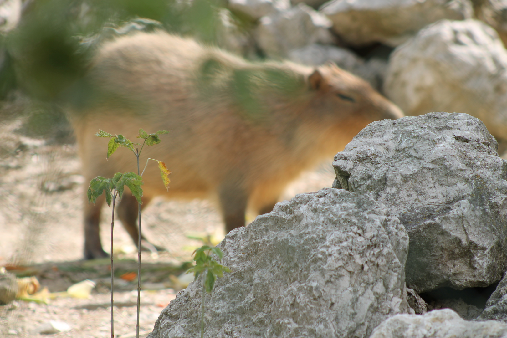 capybara