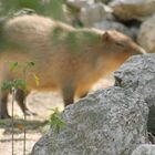 capybara