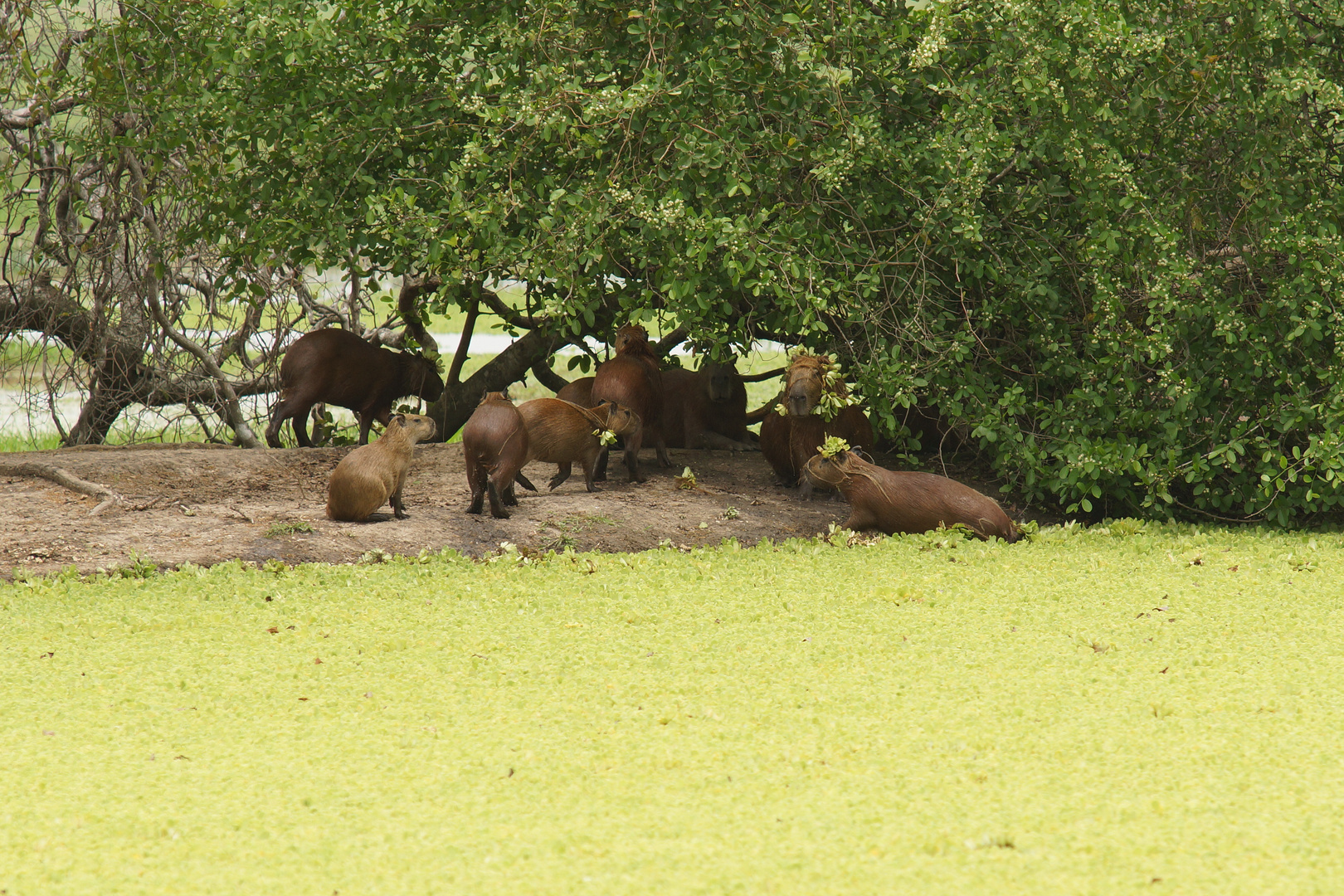 Capybara