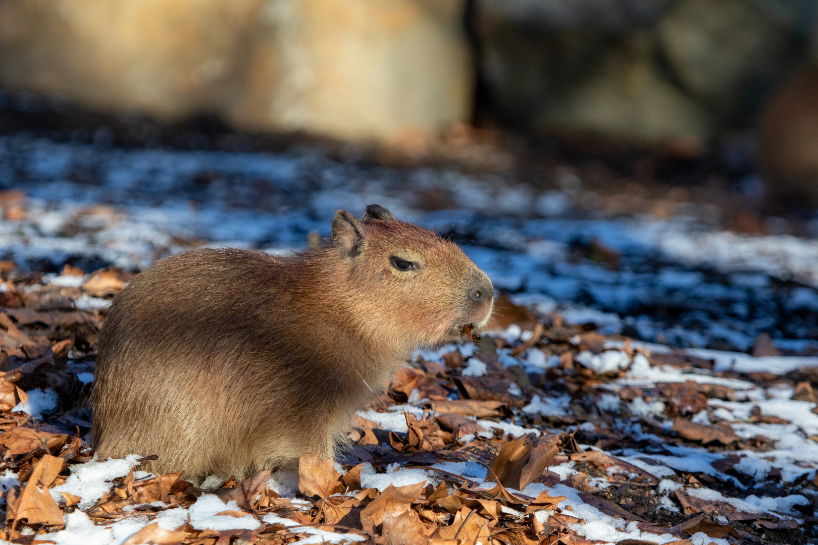 Capybara auch Wasserschwein