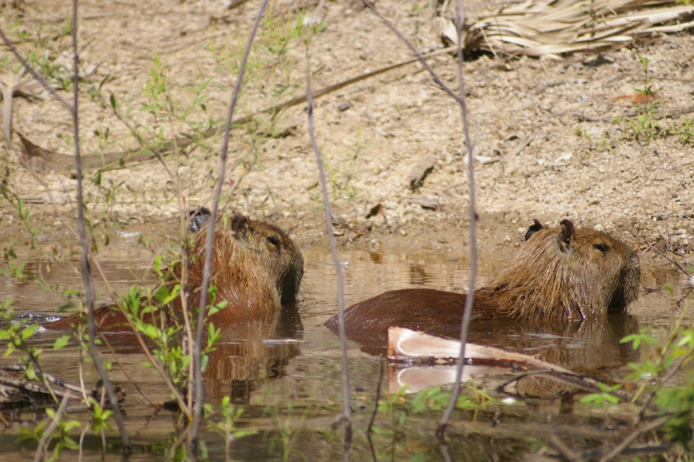 Capybara