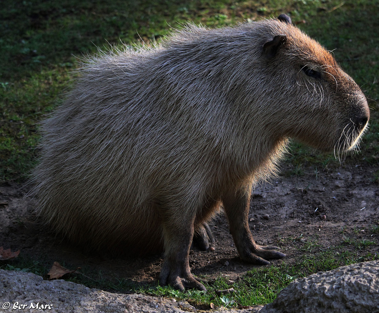 Capybara