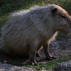 Capybara