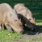 Capybara