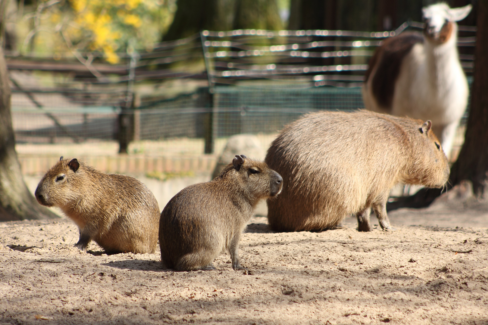 CapybaraFamilie Foto & Bild tiere, zoo, wildpark & falknerei, säugetiere Bilder auf