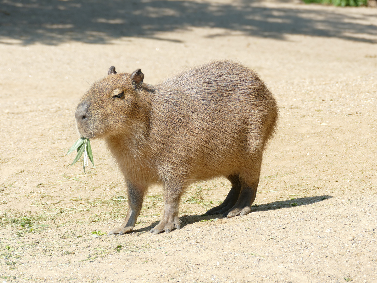 Capybara im Krefelder Zoo