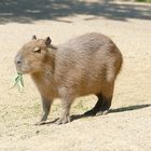 Capybara im Krefelder Zoo