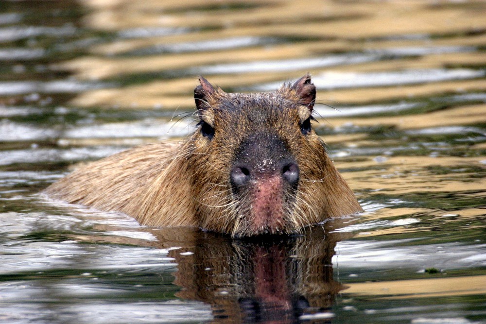 Capybara im Pantanal