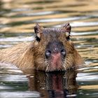 Capybara im Pantanal