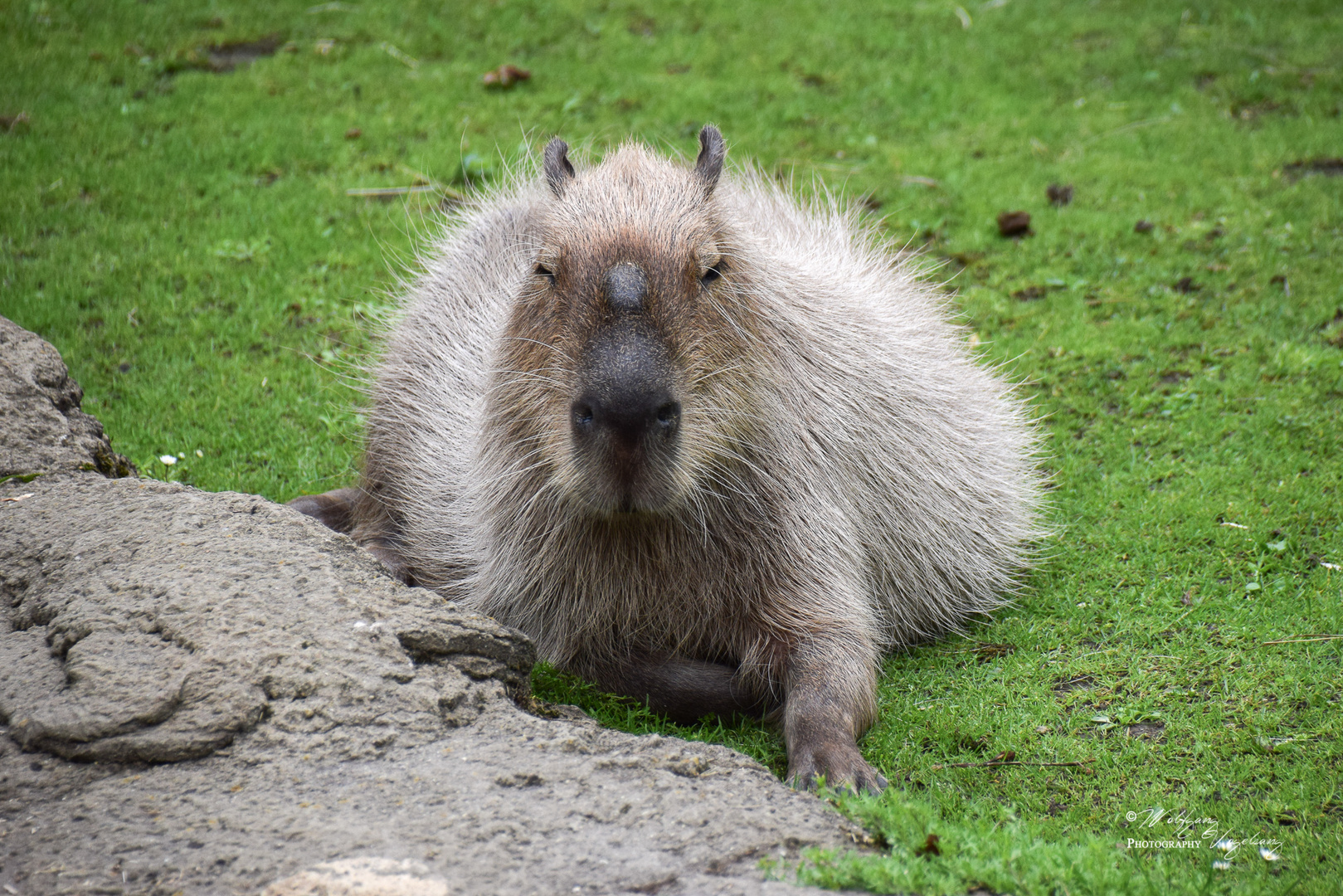 Capybara in Köln