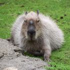 Capybara in Köln