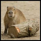 Capybara mit falschem Gebiss