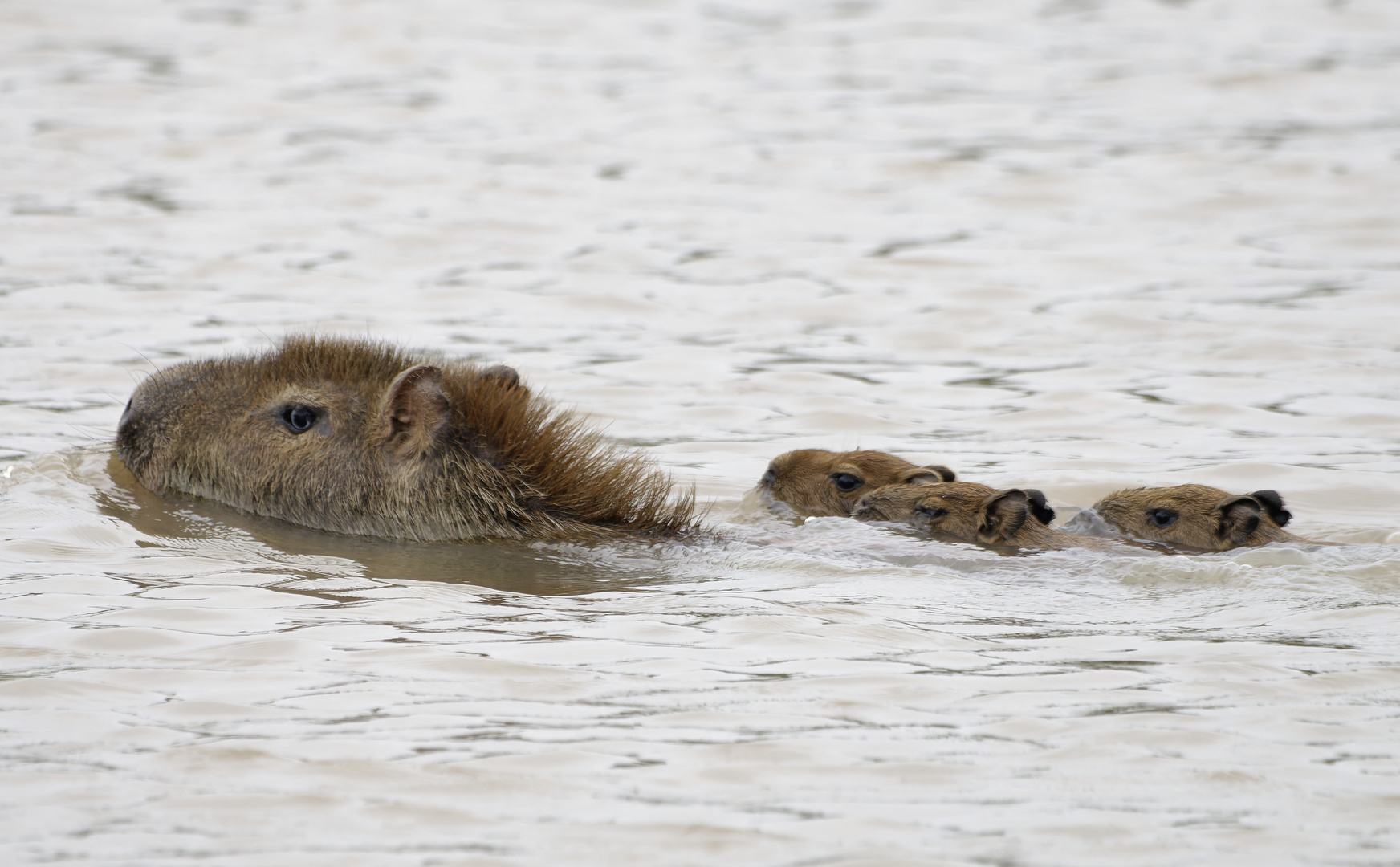 Capybara Mutter mit Nachwuchs.