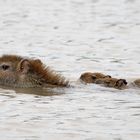 Capybara Mutter mit Nachwuchs.