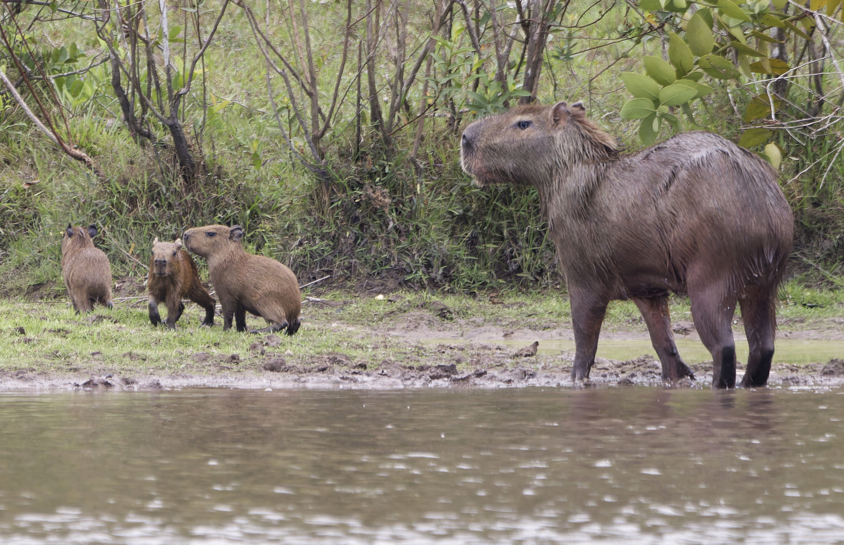 Capybara Mutter mit Nachwuchs.