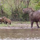 Capybara Mutter mit Nachwuchs.