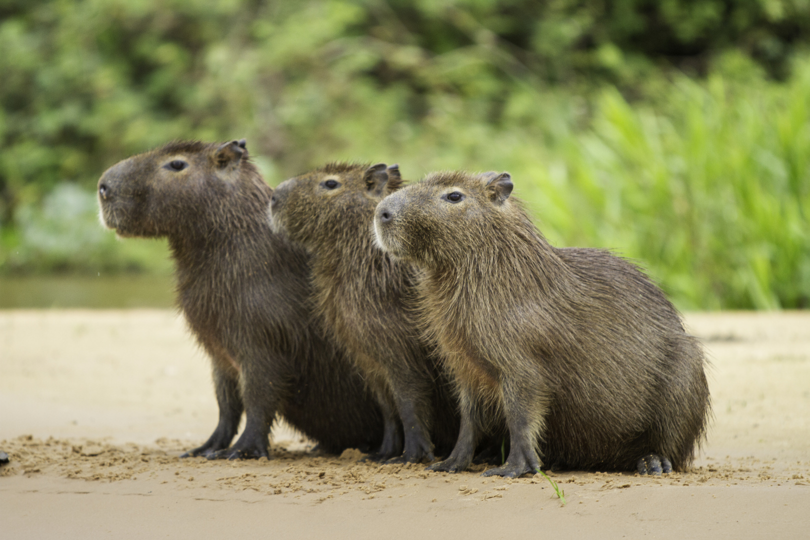 Capybara oder Wasserschwein