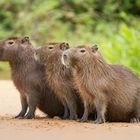 Capybara oder Wasserschwein