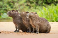 Capybara oder Wasserschwein