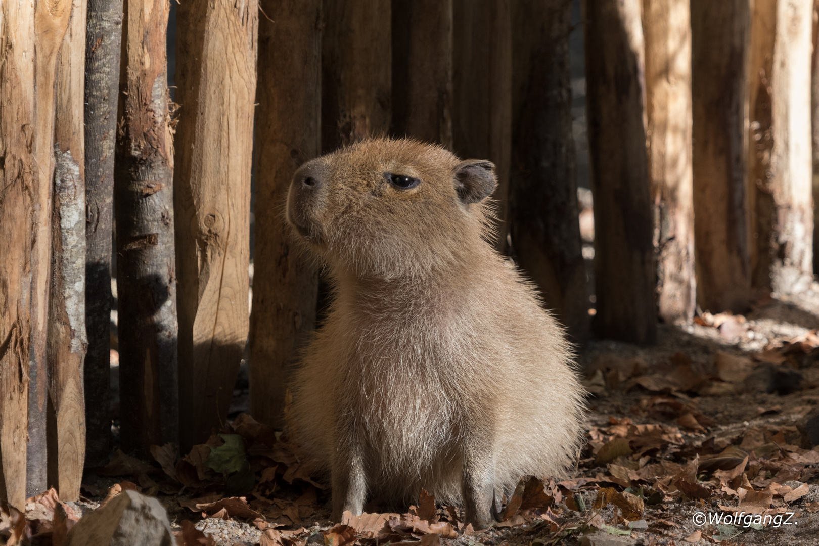 Capybara ( Wasserschwein )