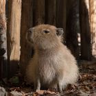 Capybara ( Wasserschwein )