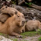 Capybara-Zoo-ZH