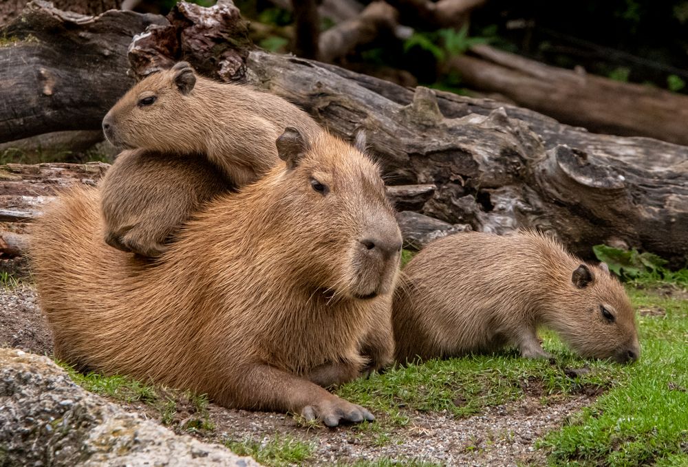 Capybara-Zoo-ZH