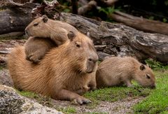 Capybara-Zoo-ZH