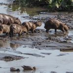 Capybaras...