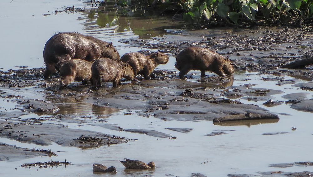 Capybaras...