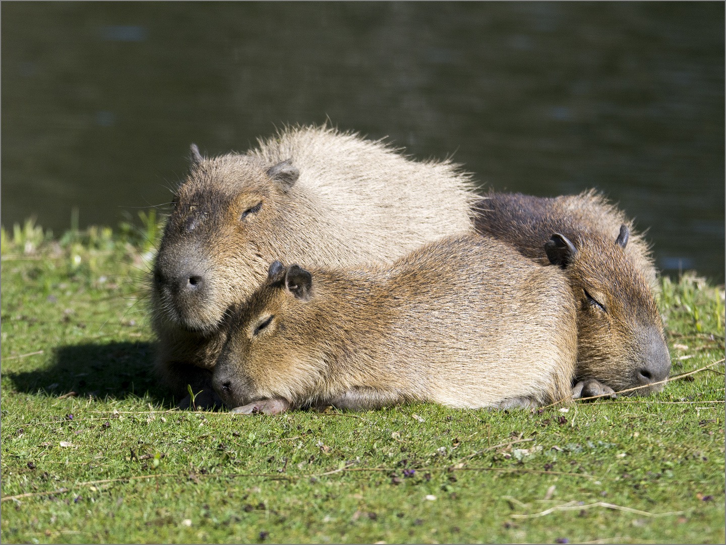 Capybaras Foto & Bild deutsche zoos, natur, zoo Bilder auf