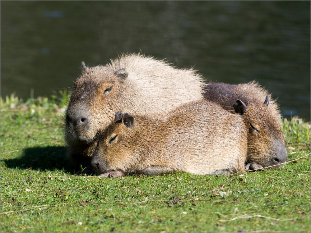 Capybaras Foto & Bild | deutsche zoos, natur, zoo Bilder auf fotocommunity