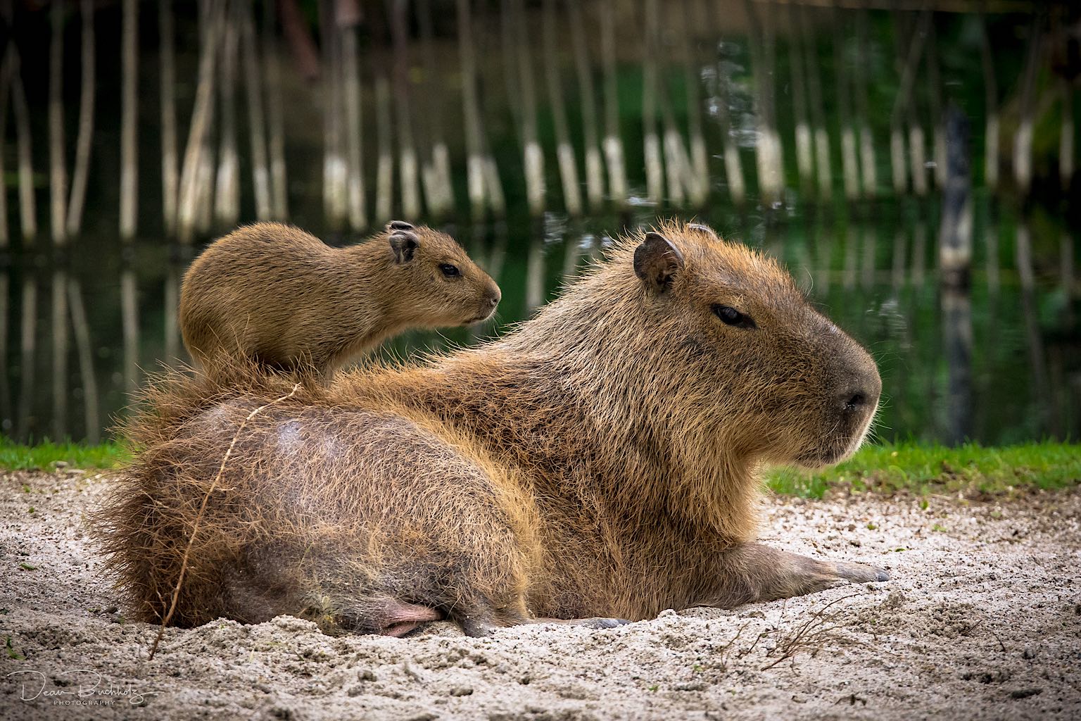 Capybaras