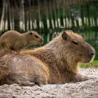 Capybaras