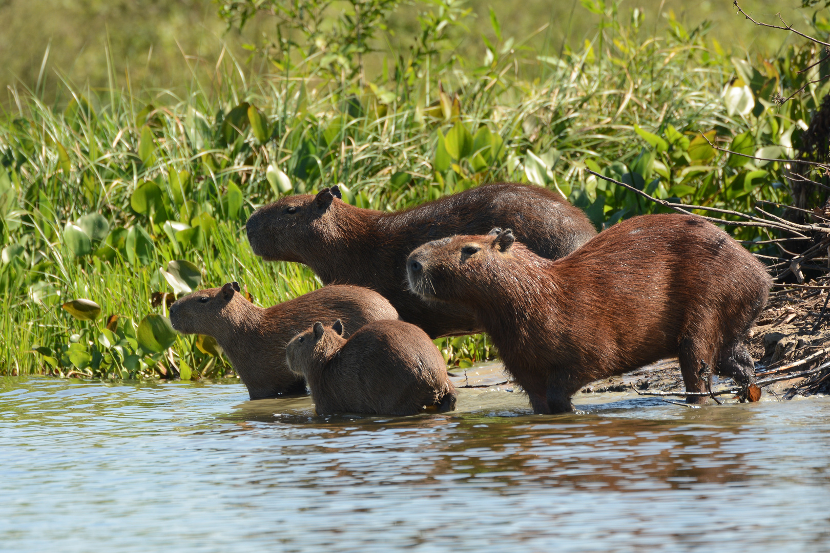 Capybaras ...