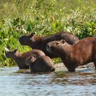 Capybaras ...