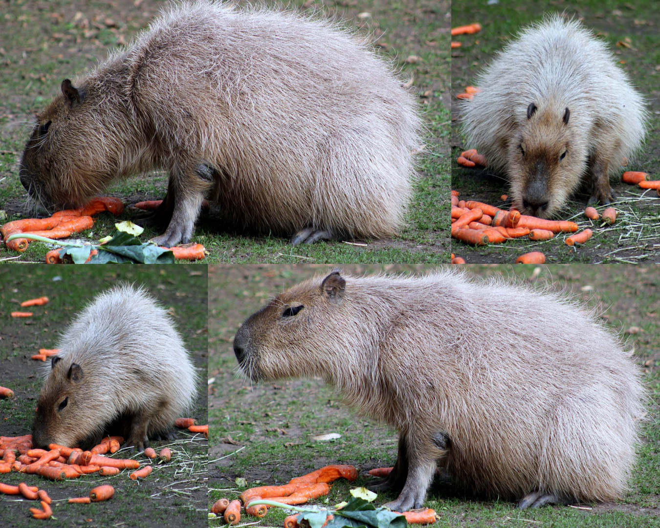 Capybaras im Kölner Zoo