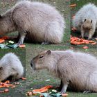 Capybaras im Kölner Zoo