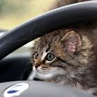 Car driver