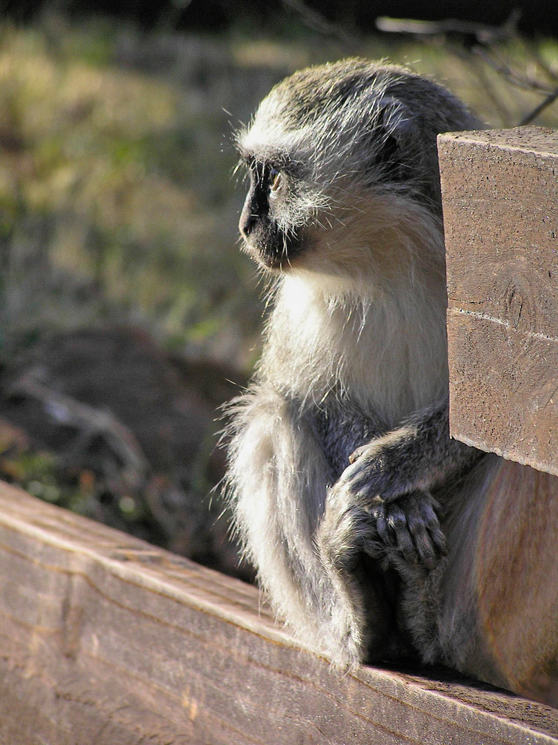 car-park attendant in SA