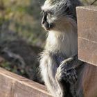 car-park attendant in SA