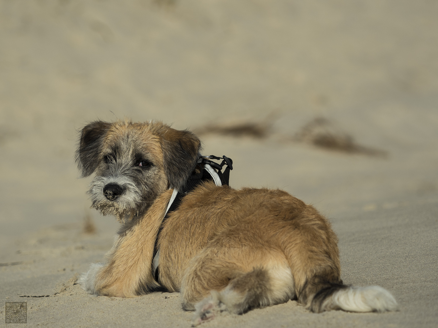 Cara auf dem Kniepsand.