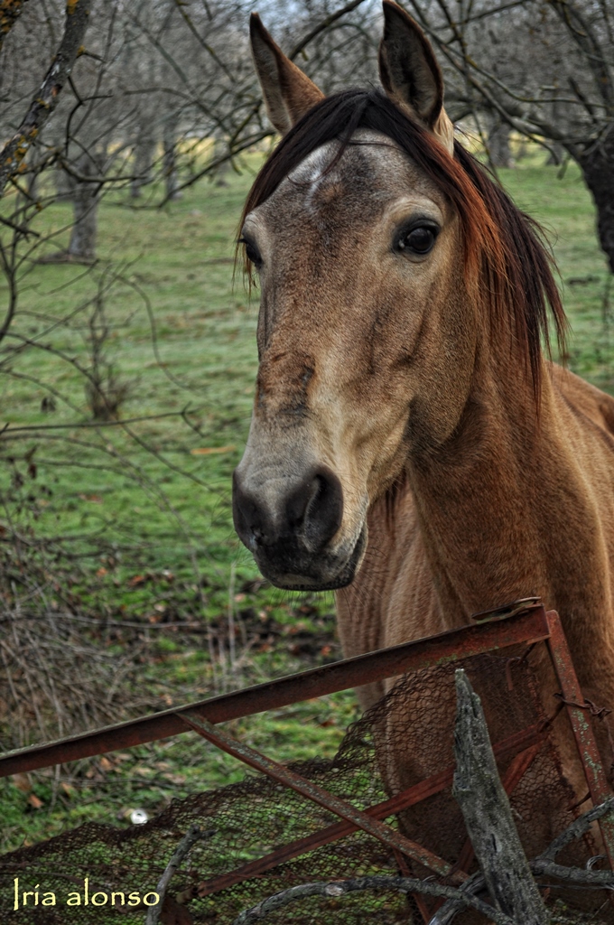 Cara de caballo